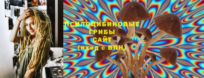 Псилоцибиновые грибы Psilocybe  Азнакаево 